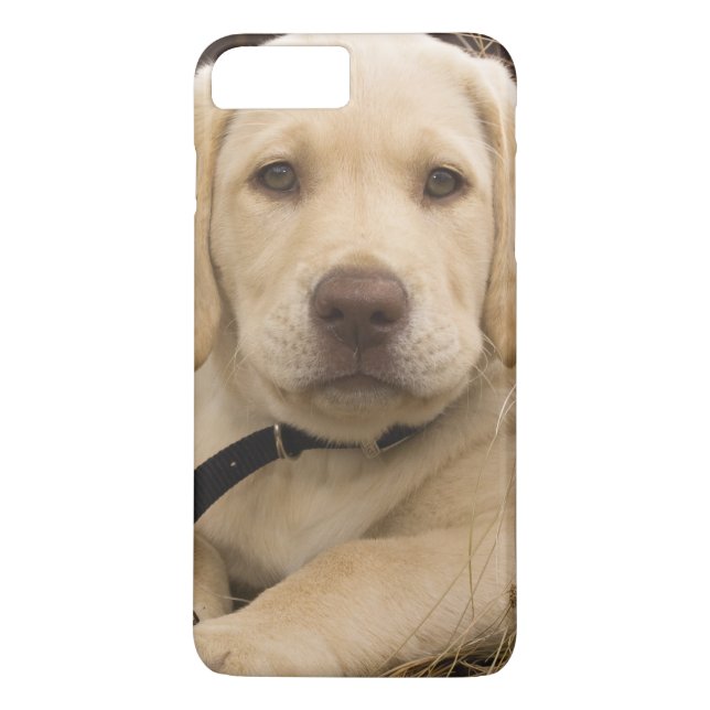Labrador Retriever-valp Case-Mate iPhone Skal (Baksida)