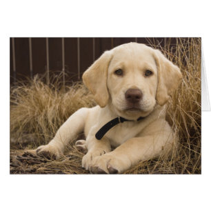 Labrador Retriever-valp Hälsningskort
