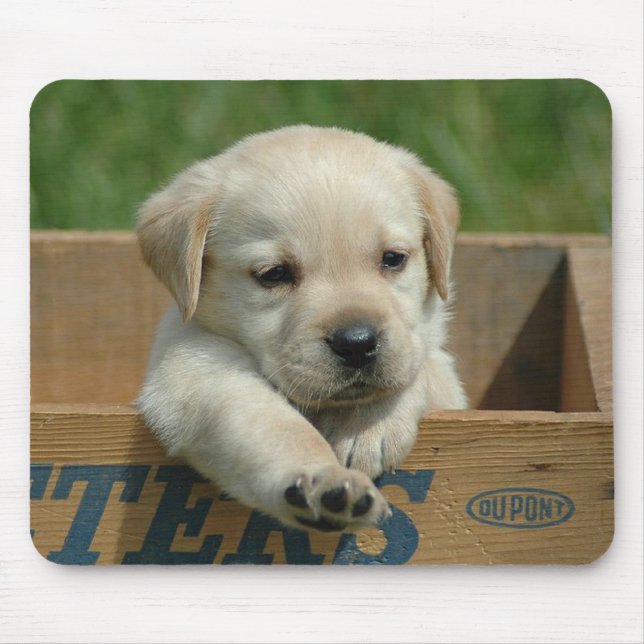 Labrador Retriever Valp Hund Musmatta (Framsidan)