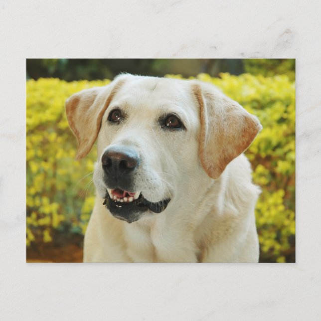 Labrador Retriever Valp Hund Postkort Vykort (Framsida)