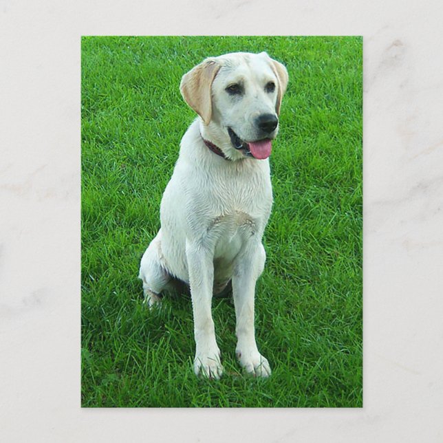 Labrador Retriever Valp Hund Postkort Vykort (Framsida)