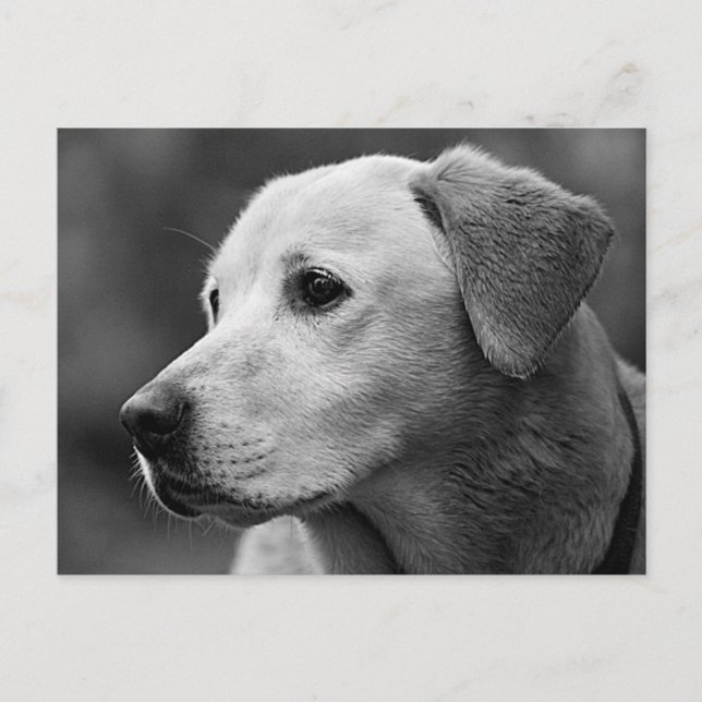 Labrador Retriever Valp Hund Postkort Vykort (Framsida)