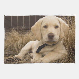 Labrador Retriever-valp Kökshandduk