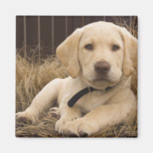 Labrador Retriever-valp Magnet