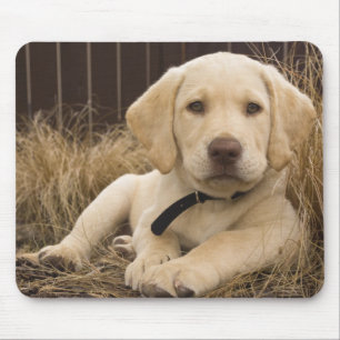 Labrador Retriever-valp Musmatta