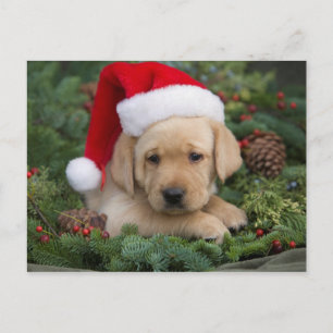Labrador Retriever-valpen med Santa Hat Helg Vykort