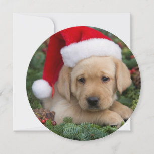 Labrador Retriever-valpen med Santa Hat Julkort
