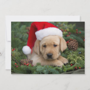 Labrador Retriever-valpen med Santa Hat Julkort