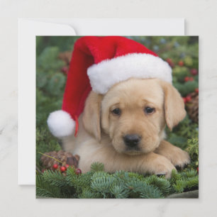 Labrador Retriever-valpen med Santa Hat Julkort