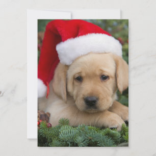 Labrador Retriever-valpen med Santa Hat Julkort