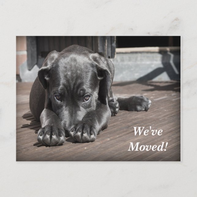 Labrador Retriever Vi har flyttat Ny adress Meddelande Vykort (Framsida)
