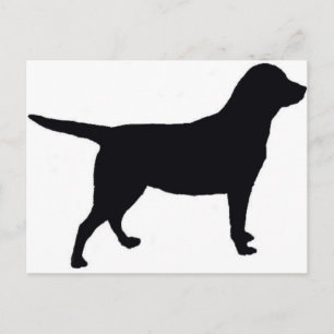 Labrador Retriever Vykort