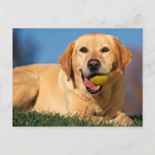 Labrador Retriever Vykort