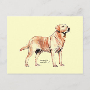 Labrador Retriever Vykort