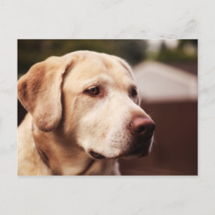 Labrador Retriever Vykort