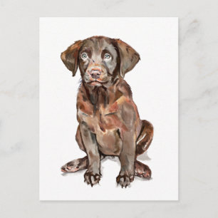 Labrador Retriever vykort