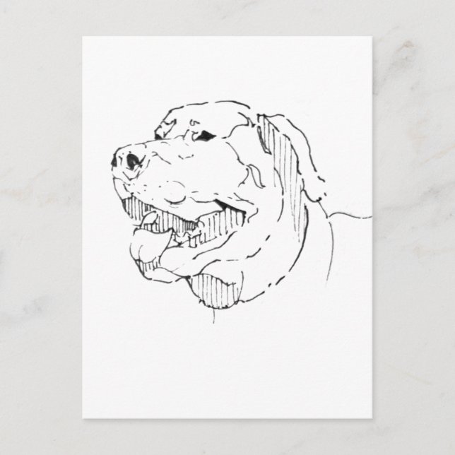 Labrador Retriever vykort – Handritad bläck (Framsida)