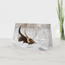 Labrador Retrievers Gräver i Snö Hälsning