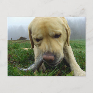 Labrador som äter fisk - vykort