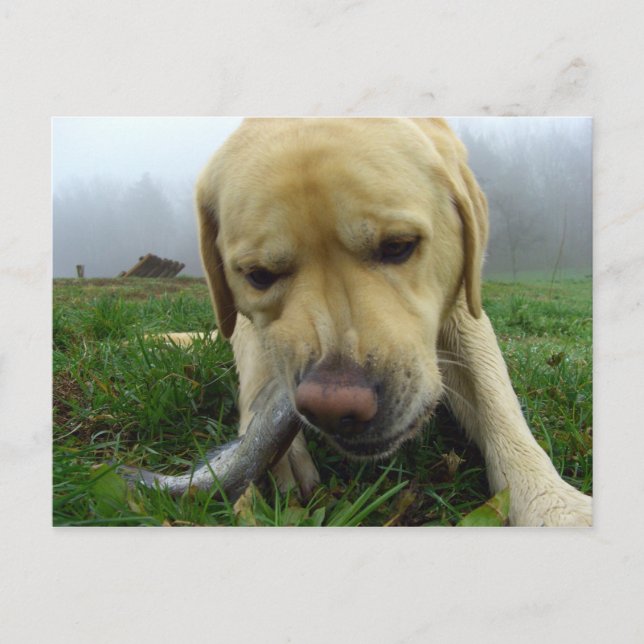 Labrador som äter fisk - vykort (Framsida)