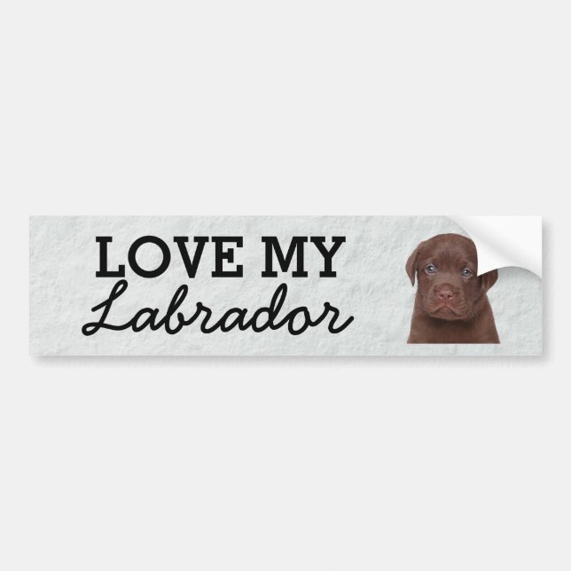 Labrador-stötdekal Bildekal (Framsidan)