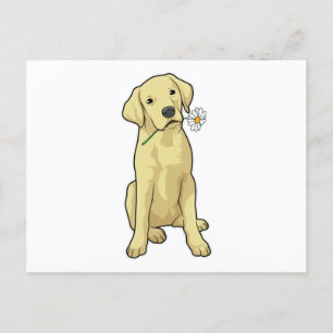 Labrador tusensköna vykort