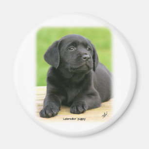 Labrador valp 9Y267D-109 Magnet