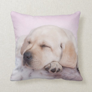Labrador valp kudde