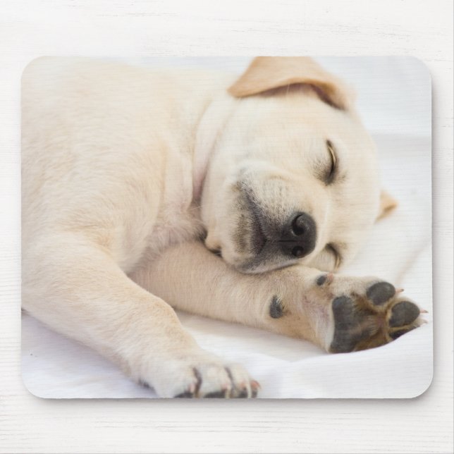 Labrador valp musmatta (Framsidan)