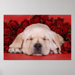 Labrador valp och ro poster