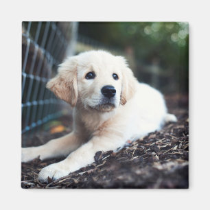 Labrador valp som leker i trädgården magnet