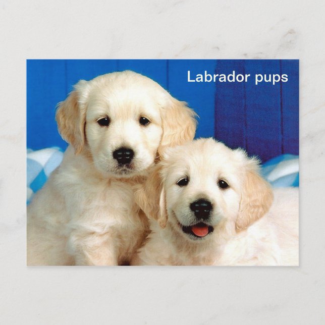 Labrador-valper Vykort (Framsida)