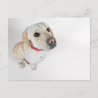 labrador vykort