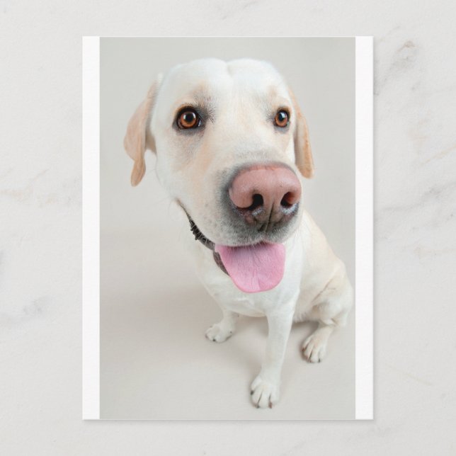 labrador vykort (Framsida)