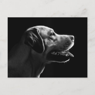 labrador vykort