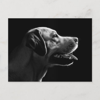 labrador vykort