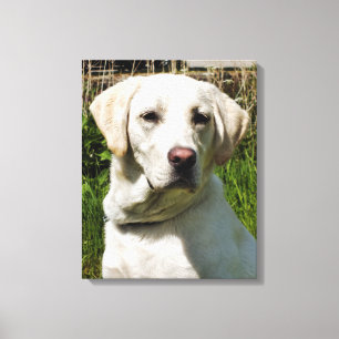 LABRADORS CANVASTRYCK