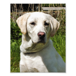 LABRADORS FOTOTRYCK