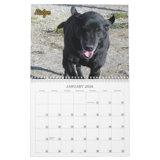 Labradorsen av hundkojan för fyra tassar kalender (Jan 2026)