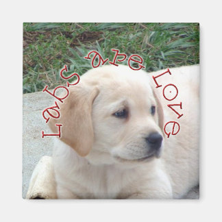 Labs är Kärlek Magnet