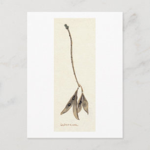 Laburnum Seeds Vykort