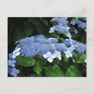 Lacecap Hydrangea ~ vycard Vykort