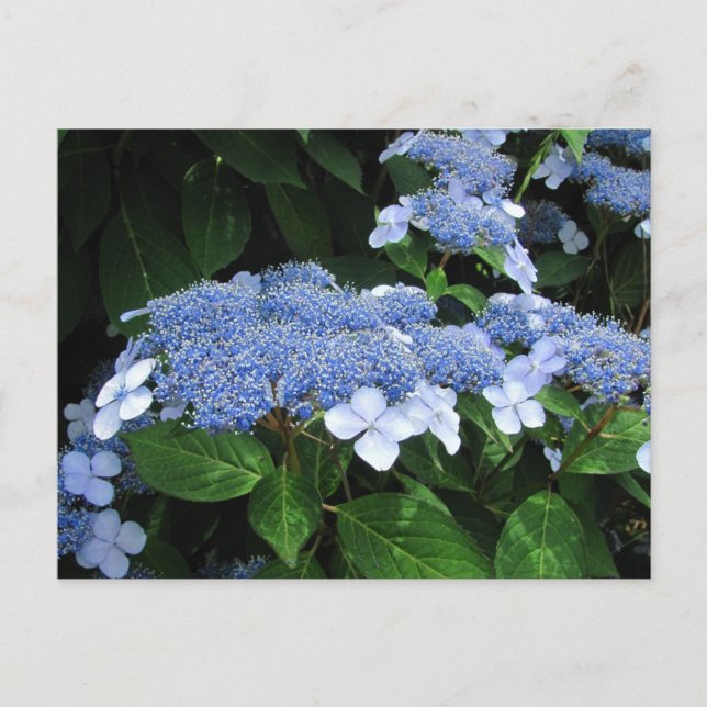 Lacecap Hydrangea ~ vycard Vykort (Framsida)