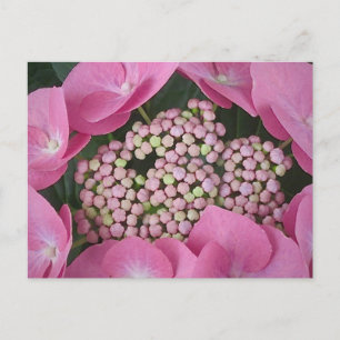 Lacecap Hydrangea vykort