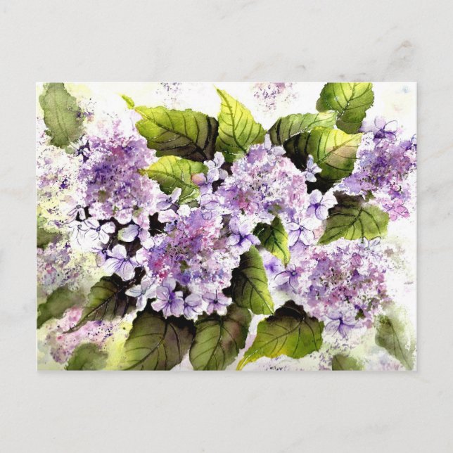 Lacecap Hydrangeas Vykort (Framsida)