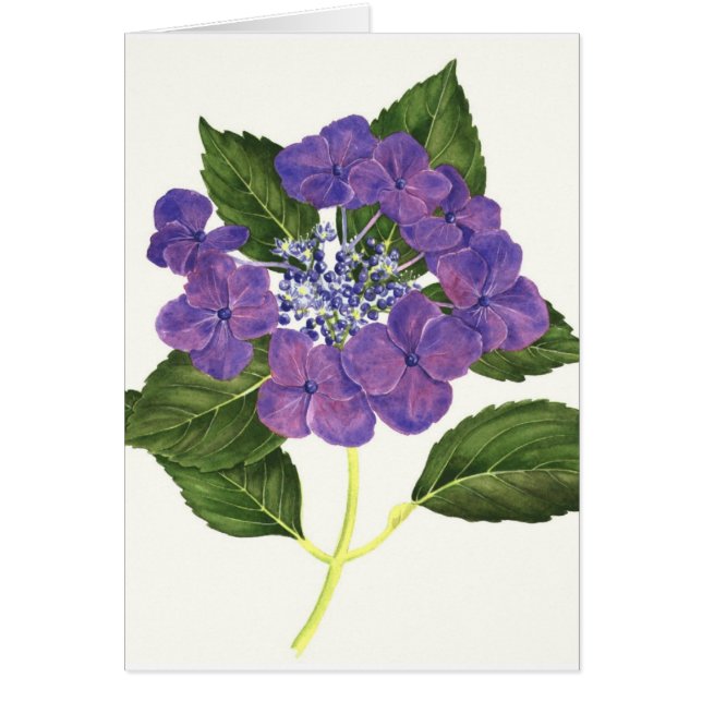 Lacecap vanlig hortensia OBS kort (Framsidan)