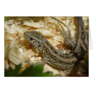 Lacerta agilis hälsningskort