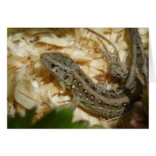 Lacerta agilis hälsningskort (Framsidan Horizontal)