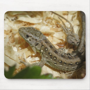 Lacerta agilis musmatta