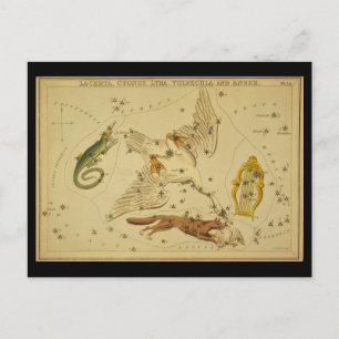 Lacerta, Cygnus, Lyra, Vulpecula och Anser Vykort